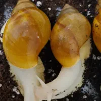 حلزون بهداشتی سوپر مولد
