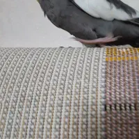 عروس هلندی گم شده|پرنده|مشهد, هفت تیر (نه دره)|دیوار