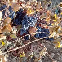 انگور دیمی کردستان|خوردنی و آشامیدنی|سروآباد, |دیوار