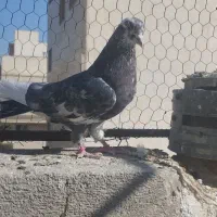 پرشی|پرنده|سمنان, |دیوار