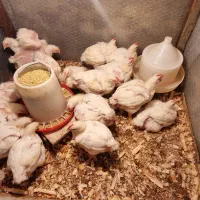 مرغ سبز (بدون مصرف هیچگونه آنتی‌بیوتیک)