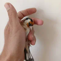 سهره نر ماده مولد وجوجه نقش|پرنده|شاهین‌شهر, حاجی آباد|دیوار