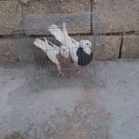 پرنده|پرنده|آبدانان, |دیوار