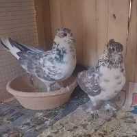 بوربوری دم سفید وشازده زرد کاکلی چکمه ای|پرنده|قم, کاسه گران|دیوار