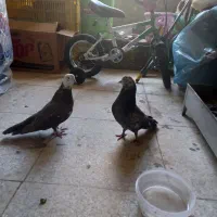 یک جفت کفتر