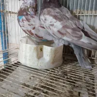 کبوتر غریب گیری نرو ماده یکجایی شهریار