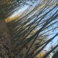 نهال بید معجون و سایر نهال ها|گل و گیاه طبیعی|میاندوآب, |دیوار