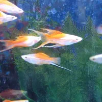 سوارتیل|ماهی|شاهرود, |دیوار