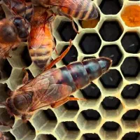 زنبور عسل