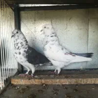 کبوتر کفتر کاشونی نروماده  معاوضه با مرغ