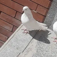 کبوتر تضینی|پرنده|بافت, |دیوار