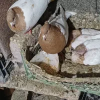 فروش کبوتر رنگی بفروش میرسید