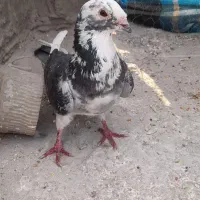 پلاکی نر مست ابلق اصل نژاد بلژیکی