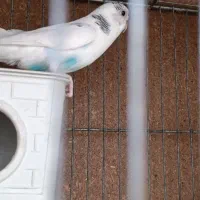 پرنده تزیینی|پرنده|اصفهان, باغ کاران|دیوار