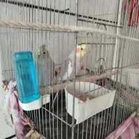 طوطی عروس نرو ماده