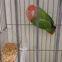 طوطی برزیلی کوتوله