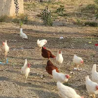 مرغ سفید خانگی تخم گذار