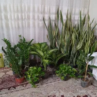 گلهای زیبا وشاداب|گل و گیاه طبیعی|مشهد, اروند|دیوار