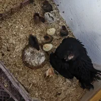 مرغ و17تا جوجه22روزه