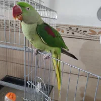 شاه طوطی نر 10ماهه