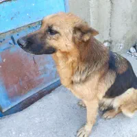 سگ ماده ژرمن