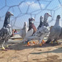 کفتر پرشی همه نر|پرنده|الوند, |دیوار