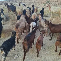 فروش ۳۰ عدد بز جوان با کهره