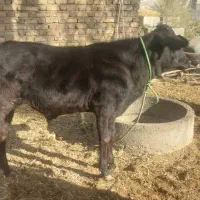 دوتا گوساله نر