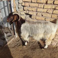 فروش سه عدد بز|حیوانات مزرعه|نی‌ریز, |دیوار