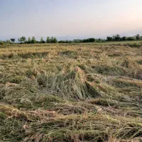 زمین کشاورزی در صومعه سرا  روستای لادمخ
