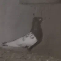 چند عدد کبوتر