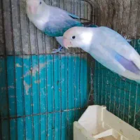 دوجفت کوتوله مولد روی تخم