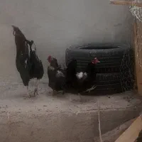 فروش مرغ و خروس