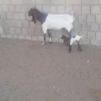 بز جوان با بیگ ماده|حیوانات مزرعه|دزفول, |دیوار