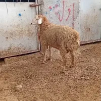 بره نر قوچی اصل دامازدخ مغانی نژاد فومن 25میلیون|حیوانات مزرعه|قشلاق دشت, |دیوار