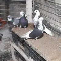 ۴تا کفتر تهرانی