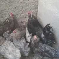 مرغ و خروس گلین|حیوانات مزرعه|پاکدشت, پاکدشت (مامازند)|دیوار