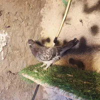 گرهن کوک|پرنده|قشم, |دیوار