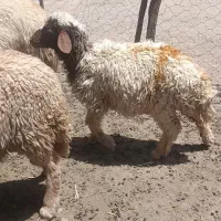 گوسفند داشتی