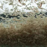 آرتمیا زنده و منجمد موج سبز