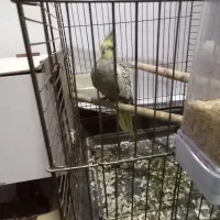 عروس هلندی سر تخم|پرنده|مسجد سلیمان, |دیوار