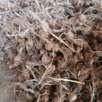 بذر درجه یک زعفران تضمینی و عالی با قیمت مناسب|حراج|گلبهار, نوبهار|دیوار