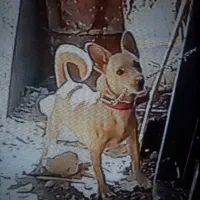 واگزاری سگ پاکوتاه ماده