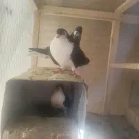 خوشرنگ|پرنده|فولادشهر, B7|دیوار