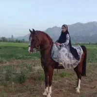 اموزش سوارکاری  ازصفر تا صد