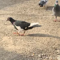 یک جفت نسل یهودی مینا