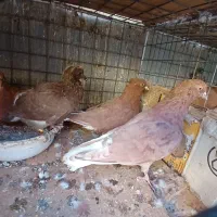 کفتر زرد کرمانی و طوقی و دم سفید کاکلی|پرنده|بیرجند, |دیوار