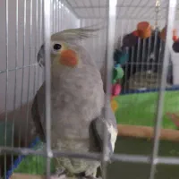 عروس هلندی ماده