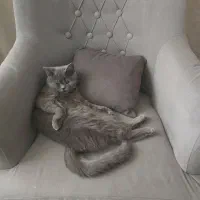 گربه ماده بریتیش بلو یک ساله ۱۶تومان