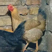 مرغ لری نژاد دار اصیل